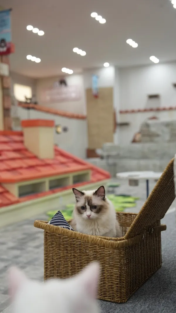 루프캣미 고양이카페 명동점 사진 2