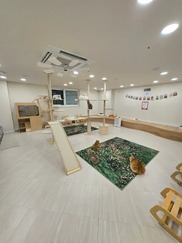 놀면묘하냥 은평점 사진 2