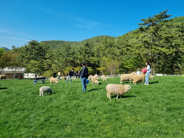 남해양떼목장 양마르뜨언덕 사진 3