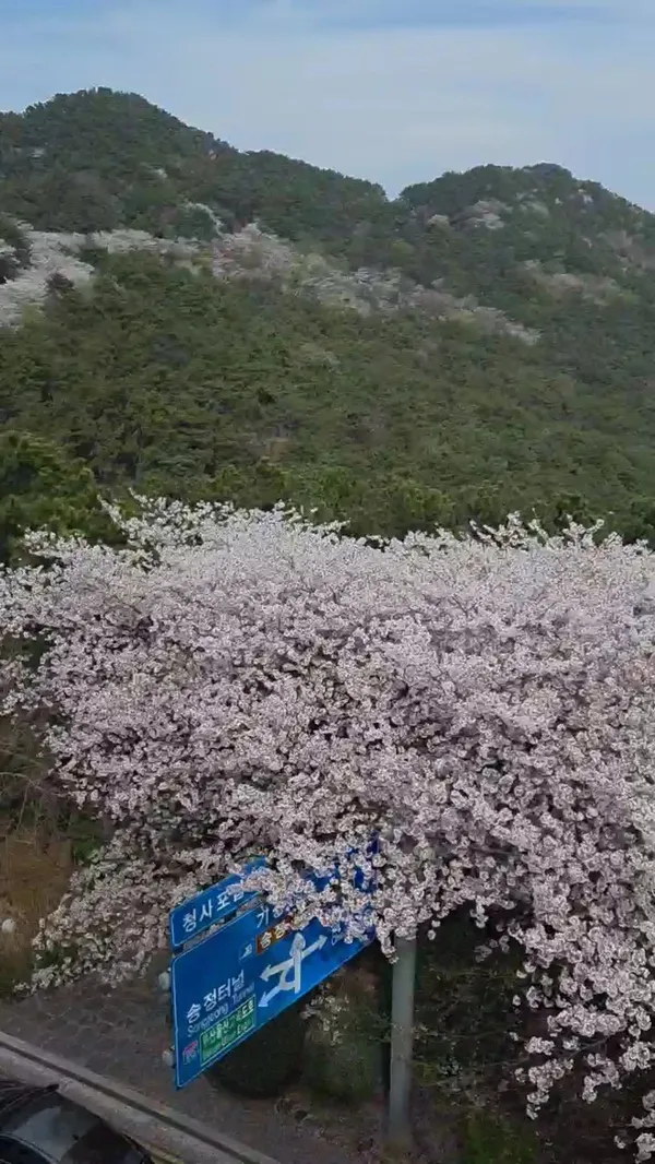 달맞이동산 사진 3
