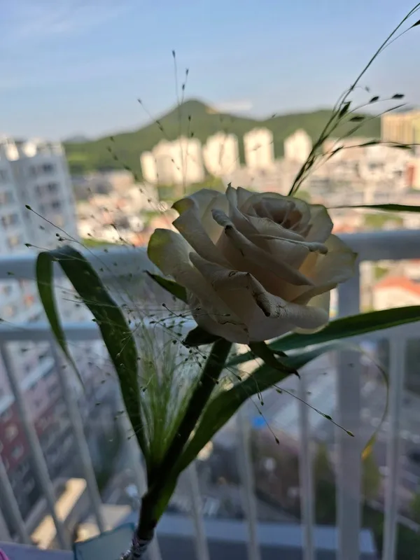 レインボーフェチップの写真5
