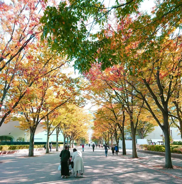 Yoyogi Park Zelkova Avenue