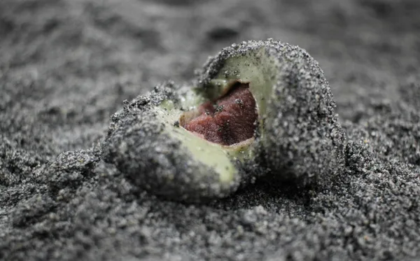 ユラケオメギトクの写真2