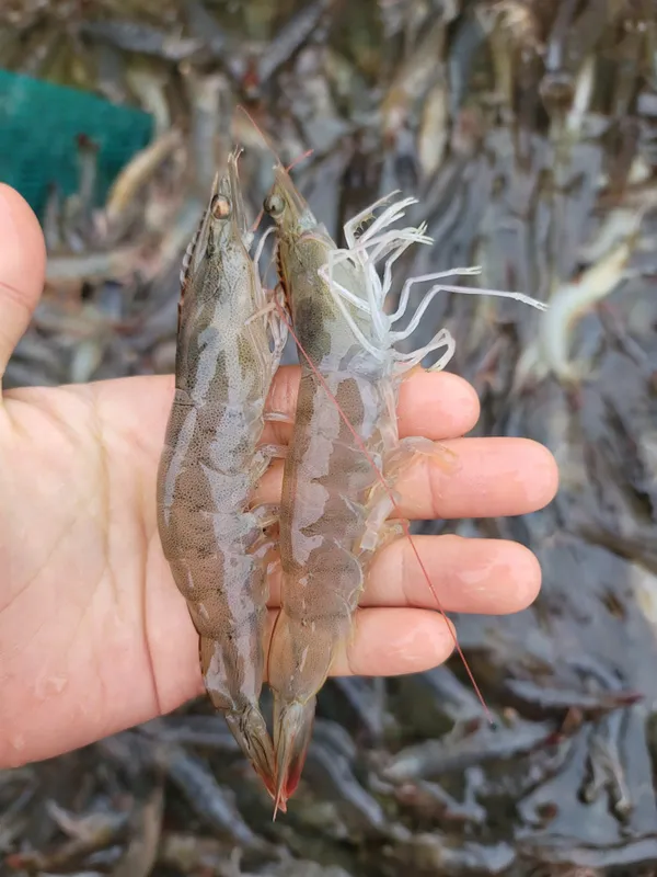 만사형통산오징어 인천시청점 사진 4