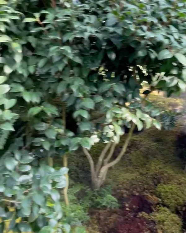 ファソンシ ウリコッ 植物園の写真5
