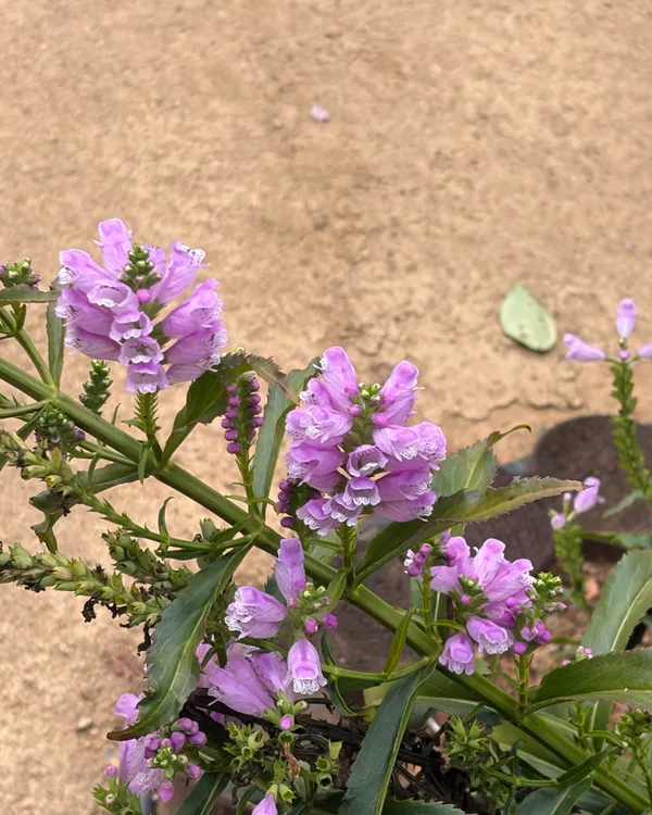 ファソンシ ウリコッ 植物園の写真4