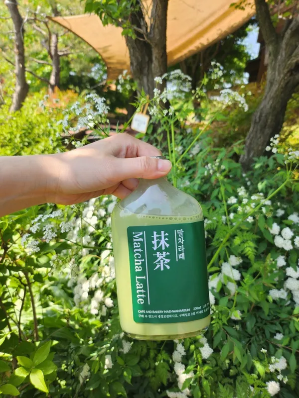 매화마름