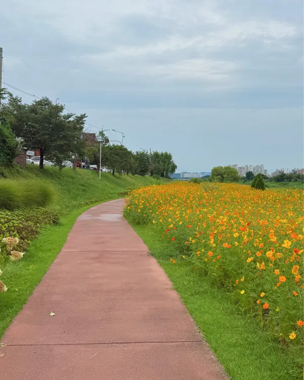 무심천꽃정원 사진 4