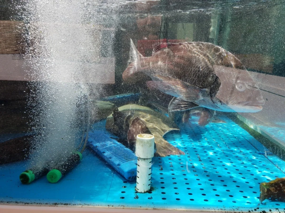 잡어향기 대표 사진