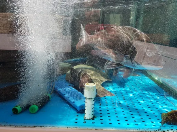 잡어향기
