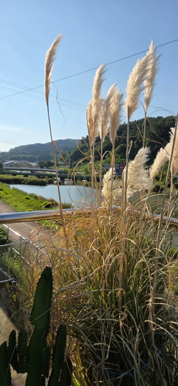 카페 봄 사진 3