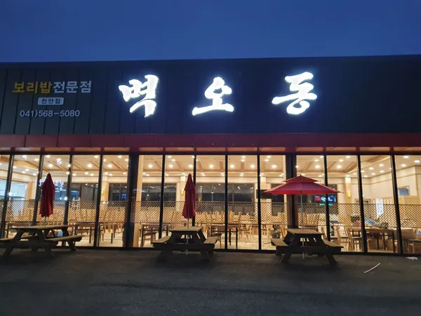 벽오동 사진 3