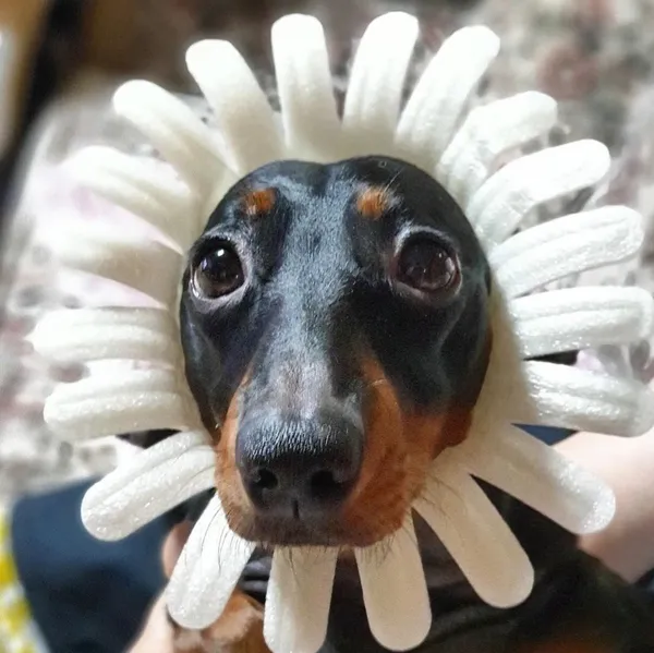 진시황감자탕 사진 4
