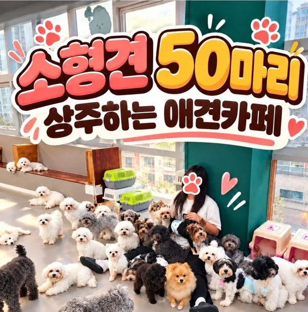 약지상주견애견카페 사진 4