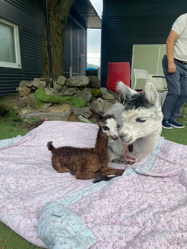 カフェ オムニョムニョムの写真2