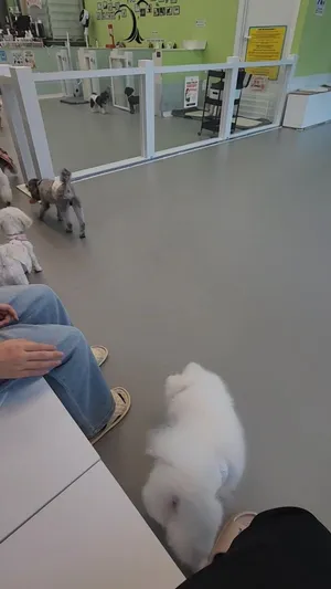 도그힐링 상주견카페
