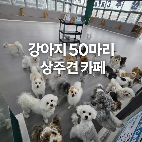 약지상주견애견카페