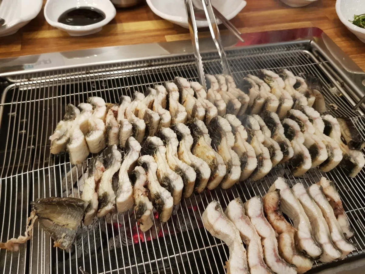 더기네장어 대표 사진