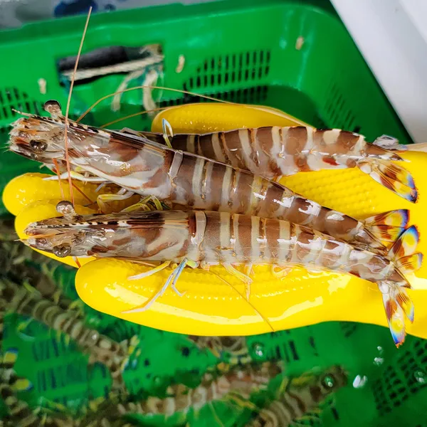 더대박 사진 5