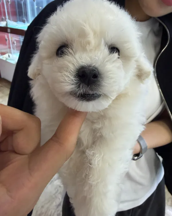 미유펫 서울점 사진 3