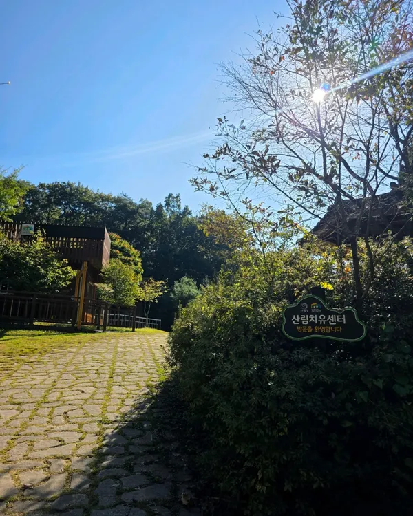 축령산삼나무편백숲 사진 4
