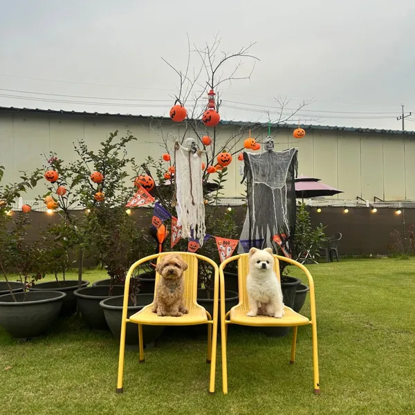 ホドゥネノリトの写真3