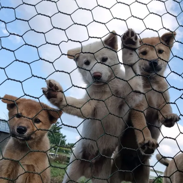 サムダマウルモクチャンの写真3