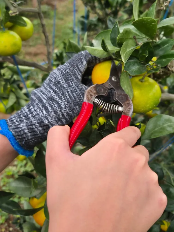 コッギュルノンジャン カムギュルタギチェホムの写真5