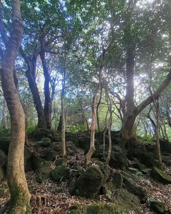 ハンナムサリョニオルムスプ