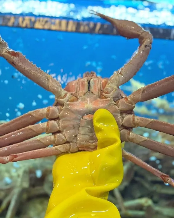 セビョッテゲの写真4