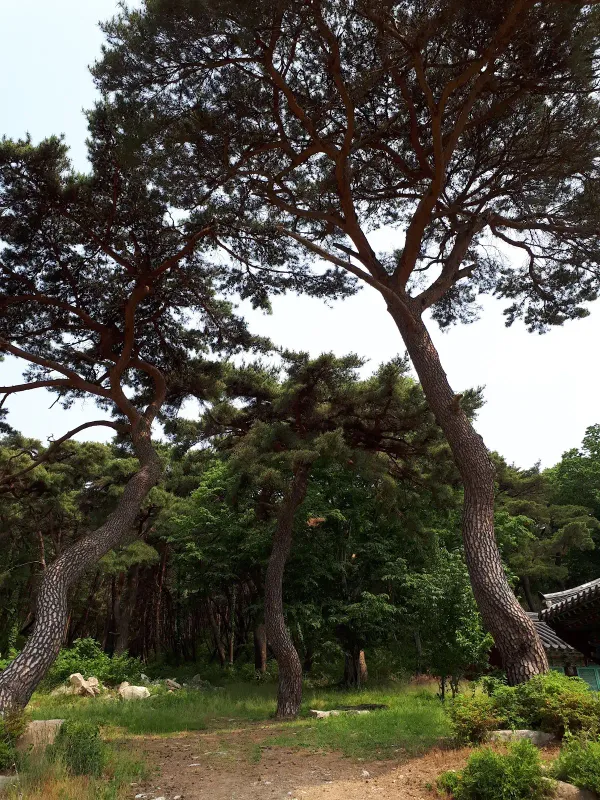 적천사(청도) 사진 3