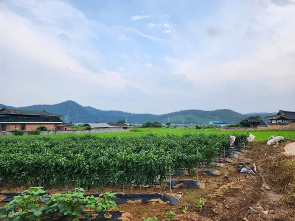 산운마을 사진 5