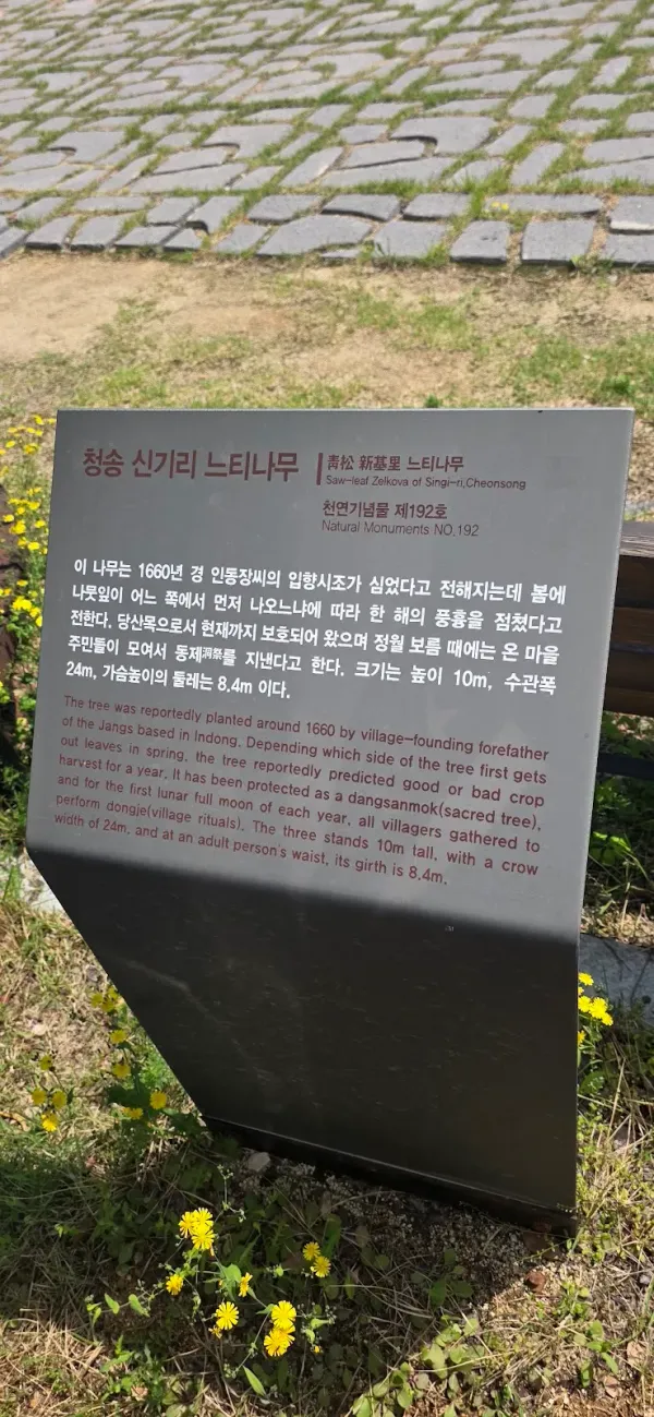 청송 신기리 느티나무 사진 5