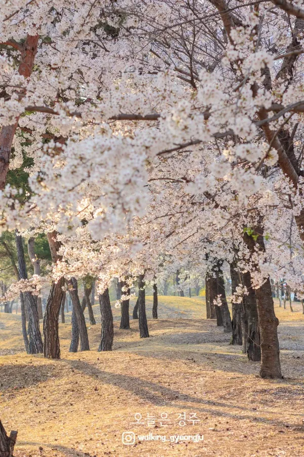 신라왕경숲