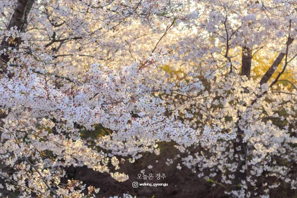 신라왕경숲 사진 3