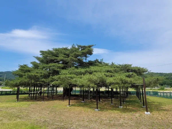 예천 천향리 석송령