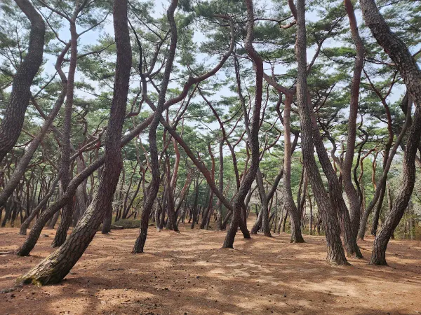경주 경애왕릉 사진 2