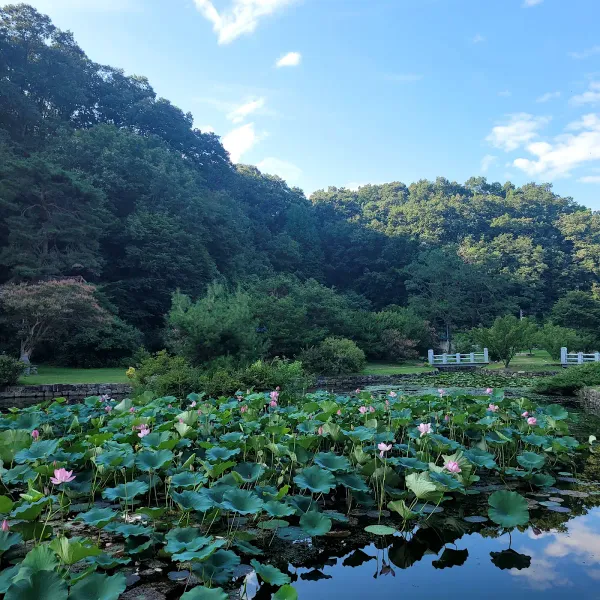 안동 체화정 사진 4