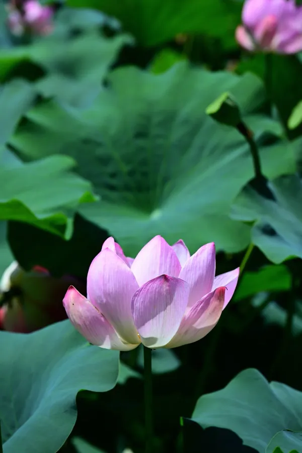 안동 체화정 사진 5