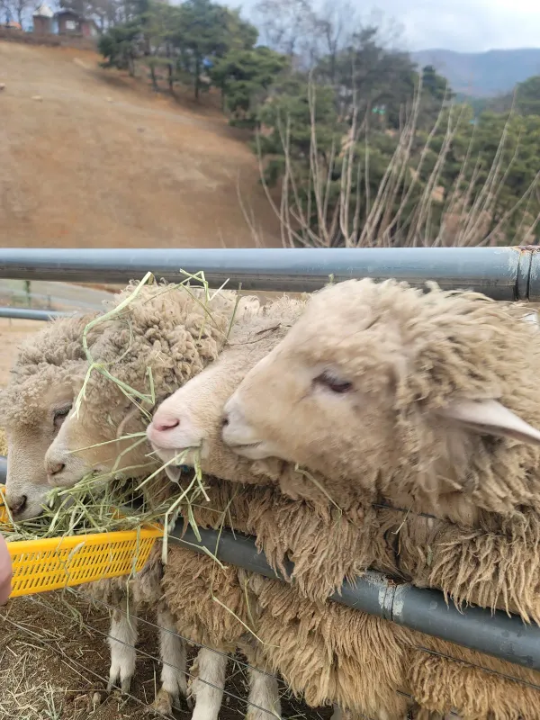 칠곡양떼목장 사진 3
