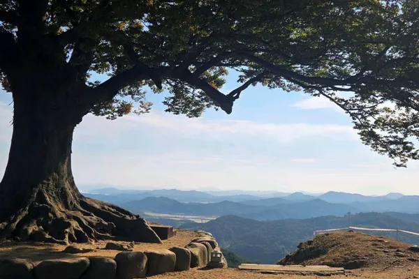 성흥산사랑나무
