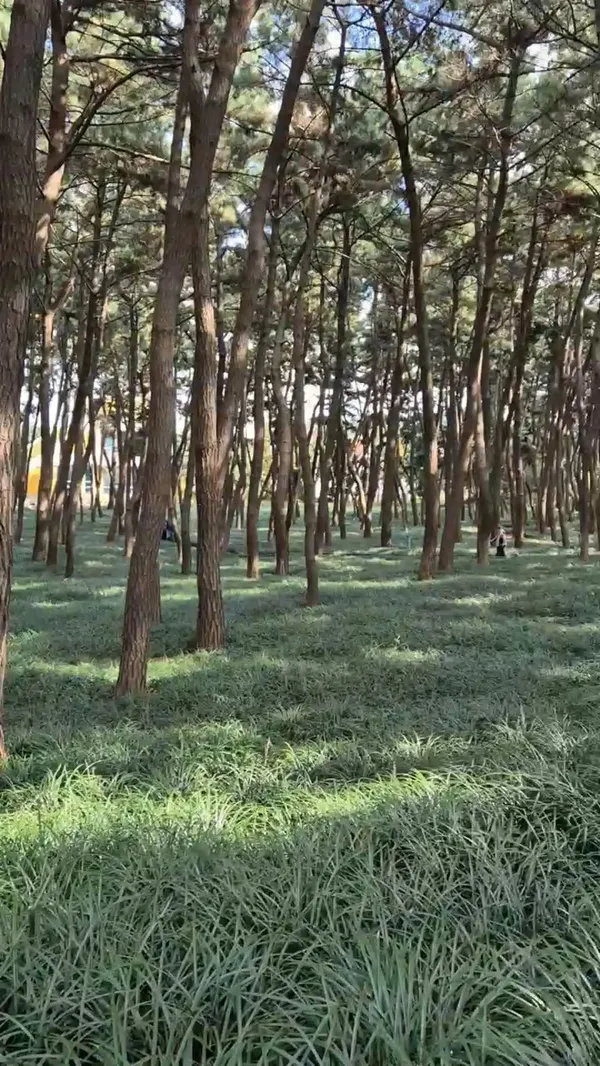 チャンハンソンニム自然休養林の写真3
