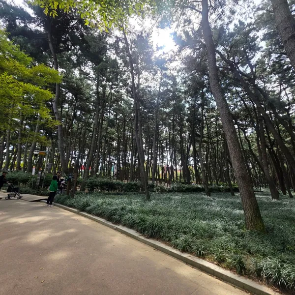 チャンハンソンニム自然休養林の写真4