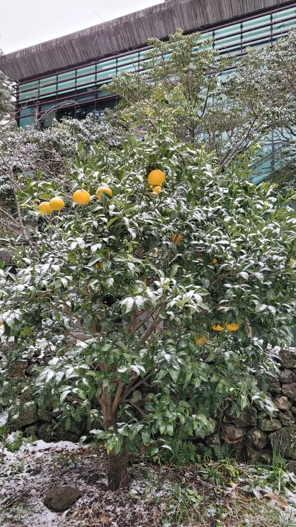 ピウォン
