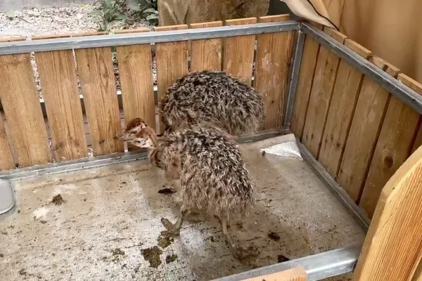オサンバードパークの写真3