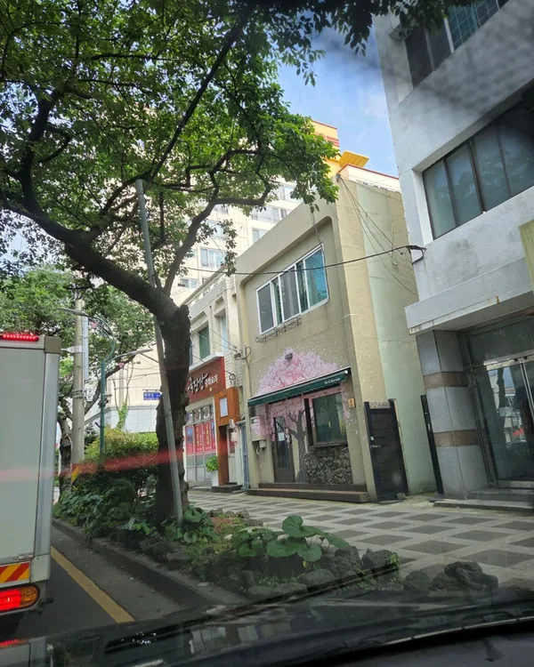 제주 전농로 벚꽃거리の写真4