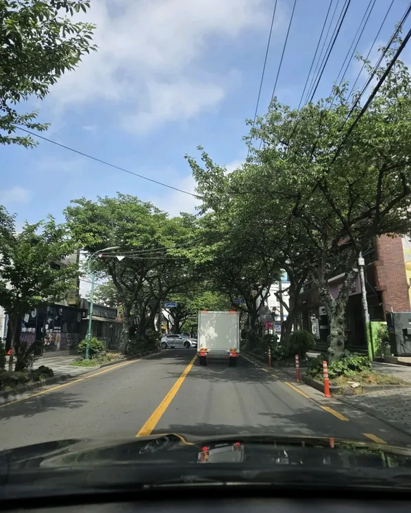 제주 전농로 벚꽃거리の写真2
