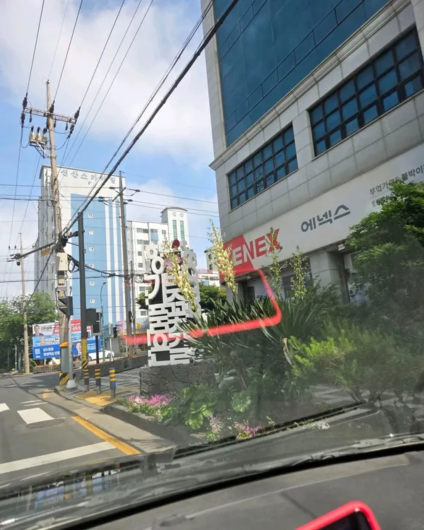 제주 전농로 벚꽃거리の写真5
