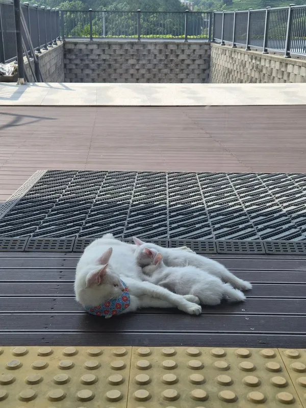 モルワインドングルの写真4