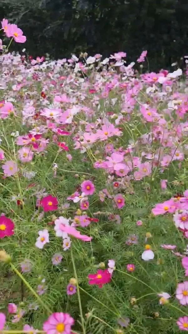 올림픽공원 들꽃마루